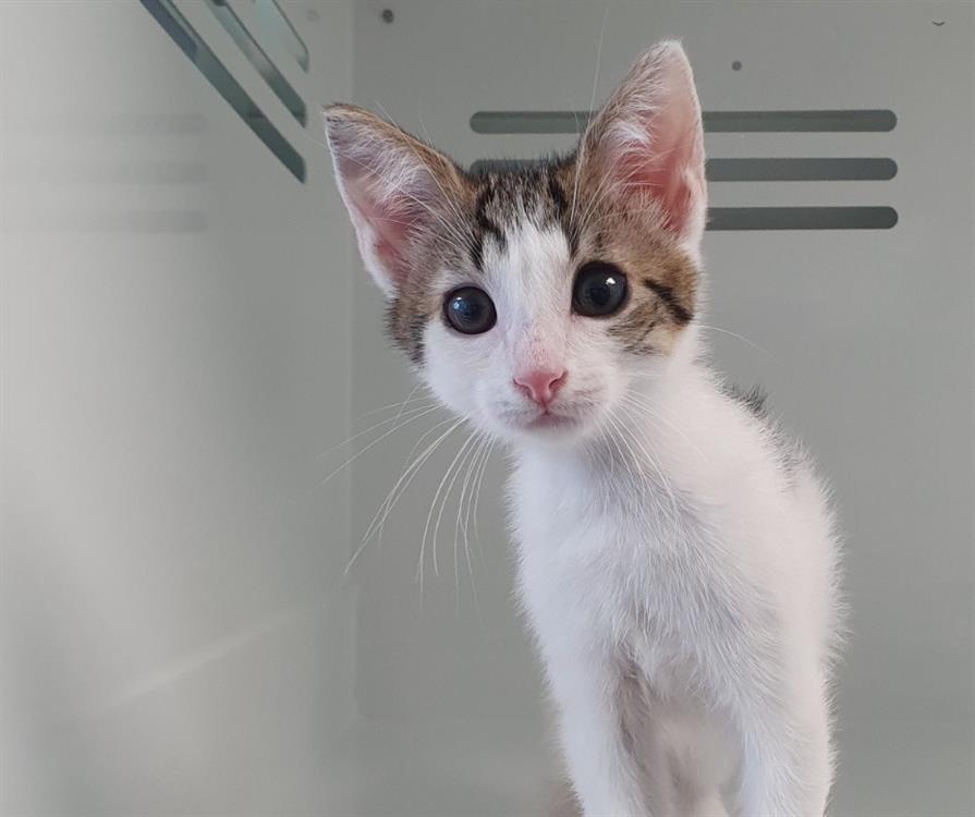 Animal à l'adoption
