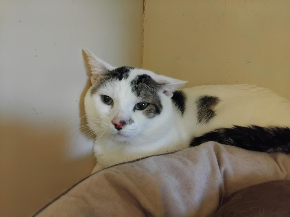 Animal à l'adoption
