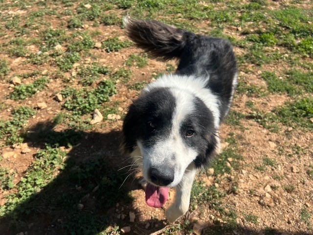 Animal à l'adoption