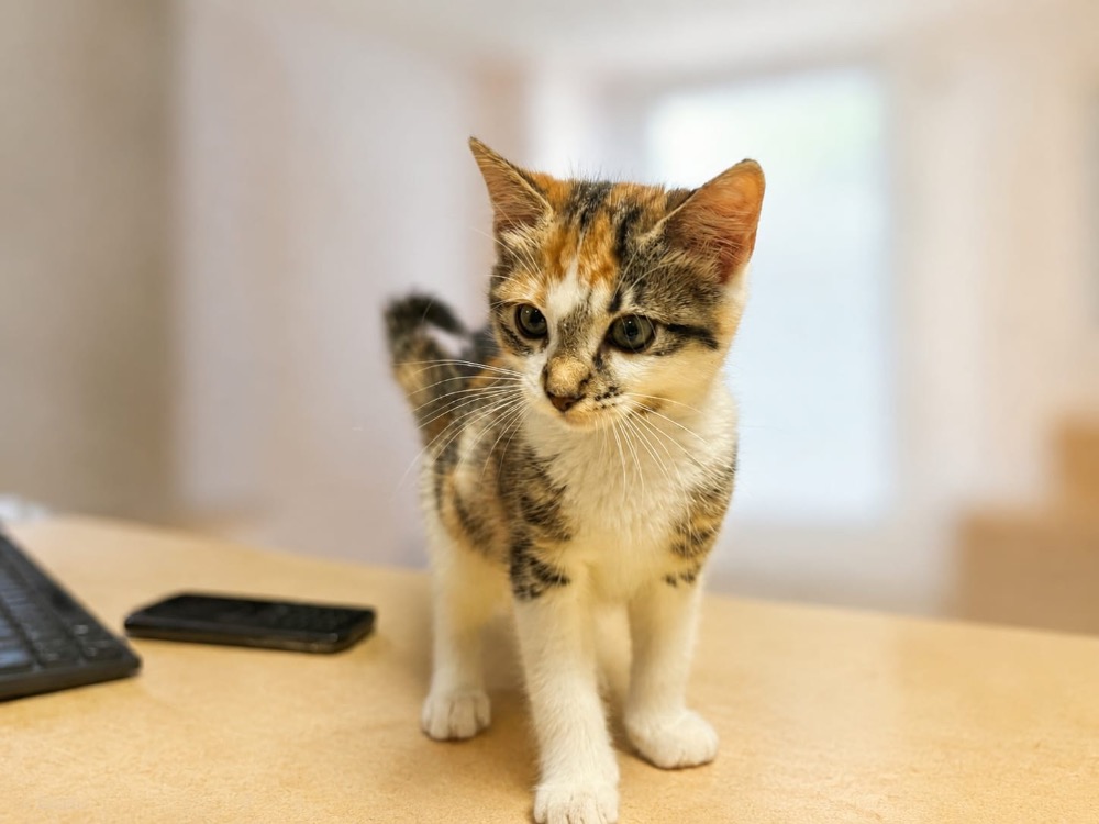 Animal à l'adoption