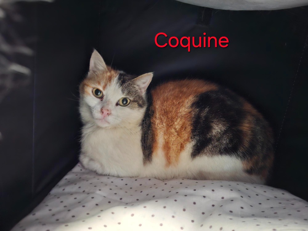 Coquine