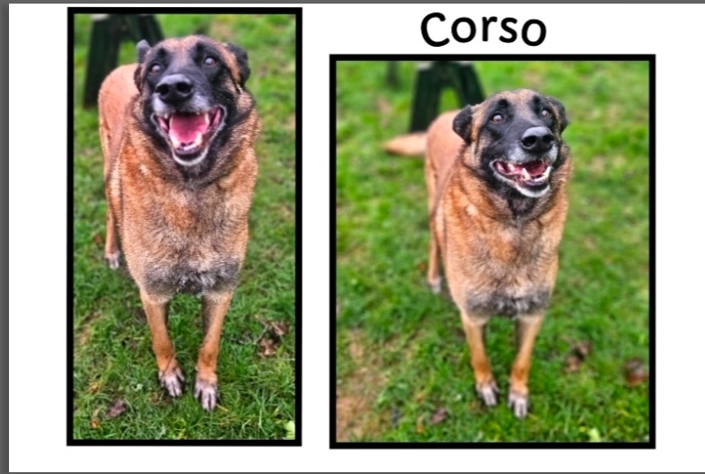 Corso