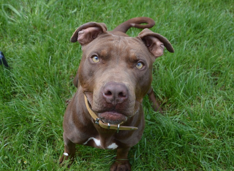 Animal à l'adoption