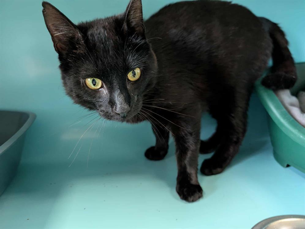 Animal à l'adoption