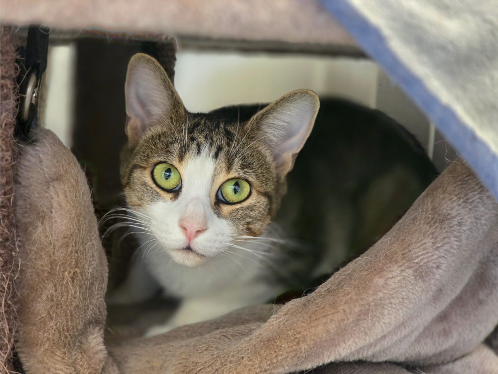 Animal à l'adoption