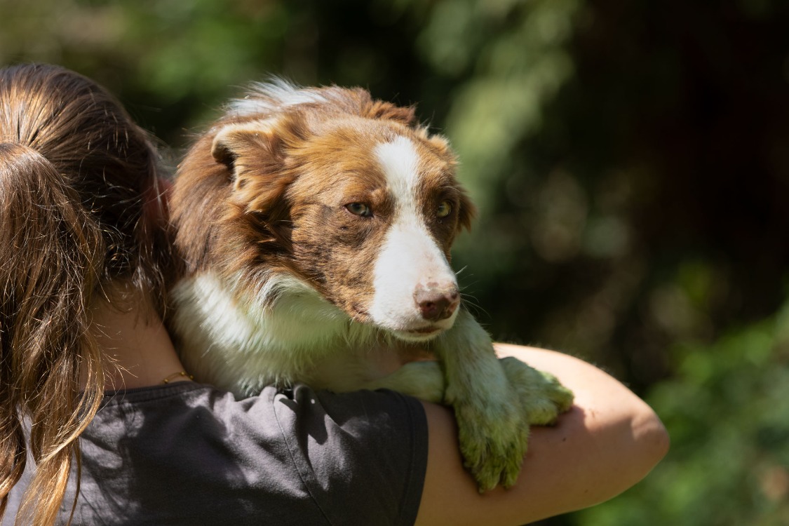 Animal à l'adoption