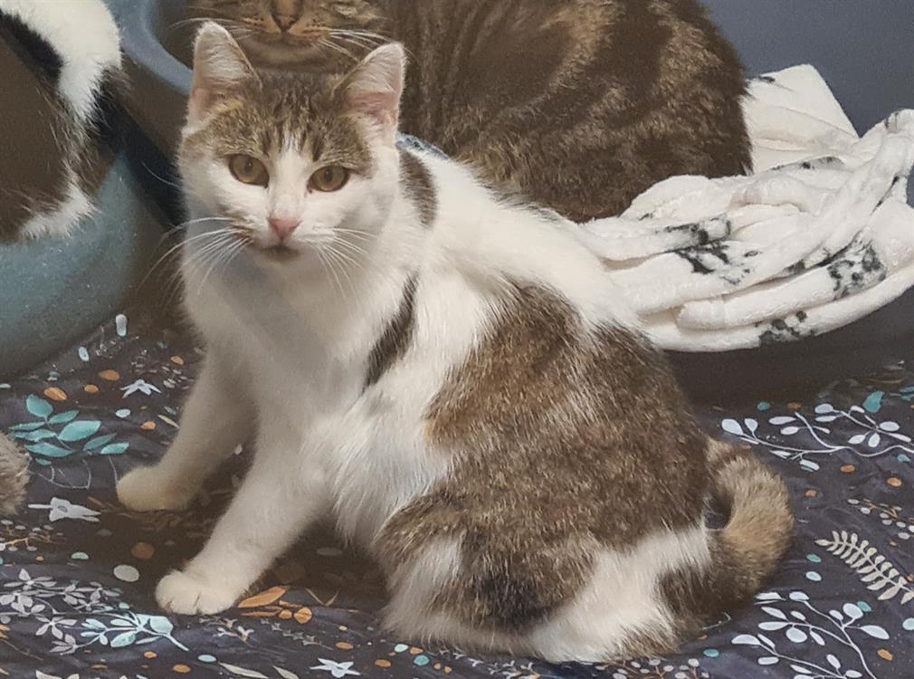 Animal à l'adoption