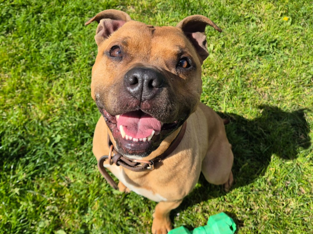 Animal à l'adoption