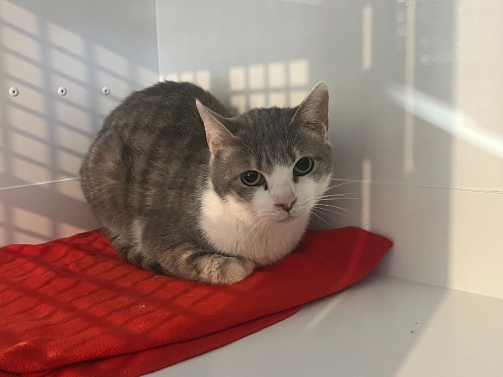 Animal à l'adoption