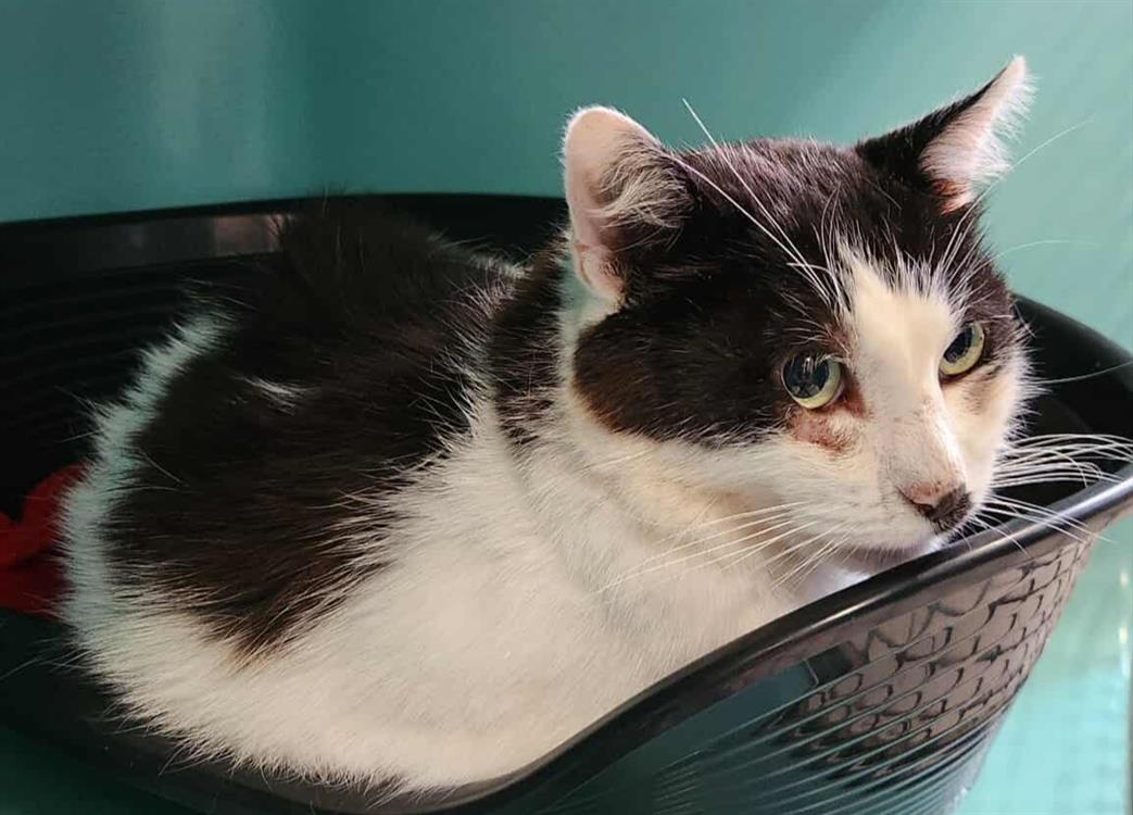 Animal à l'adoption