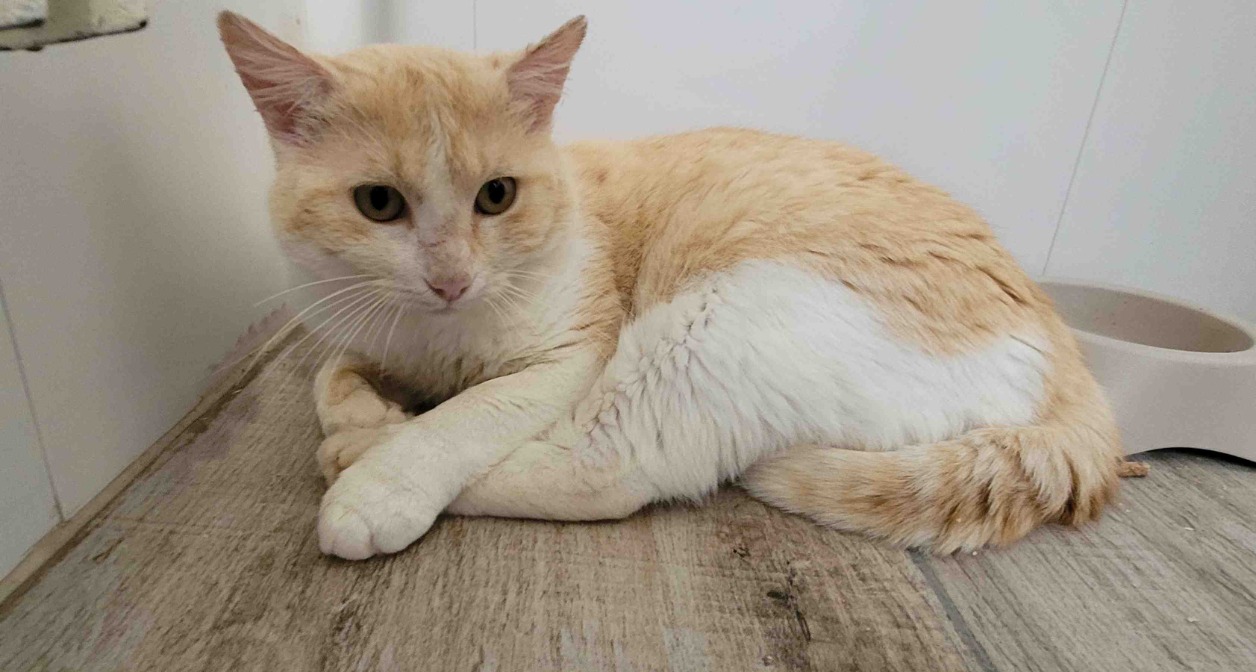 Animal à l'adoption