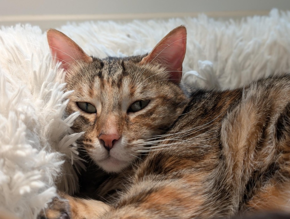 Animal à l'adoption