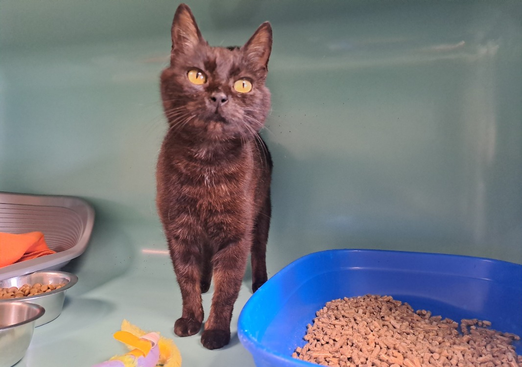 Animal à l'adoption