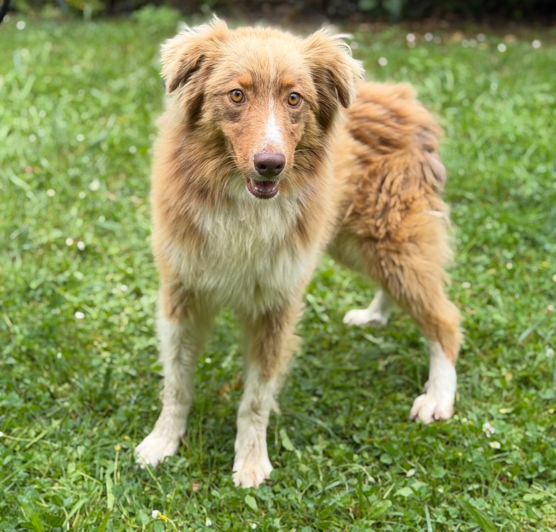 Animal à l'adoption