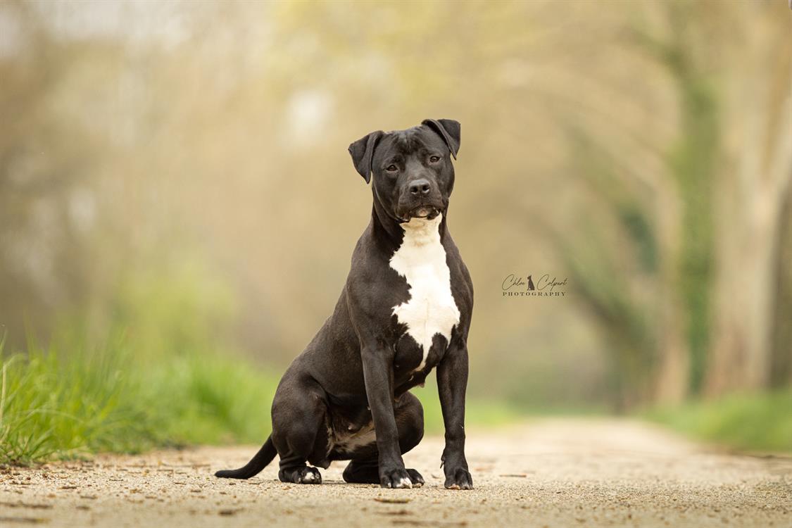 Animal à l'adoption