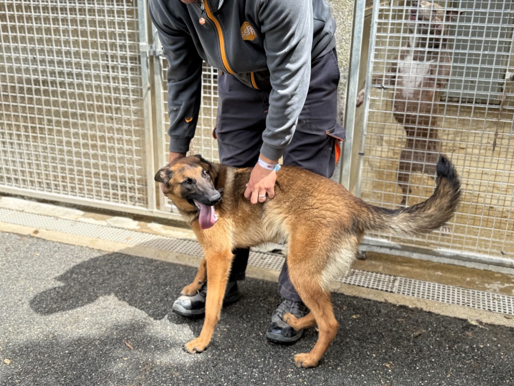 Animal à l'adoption