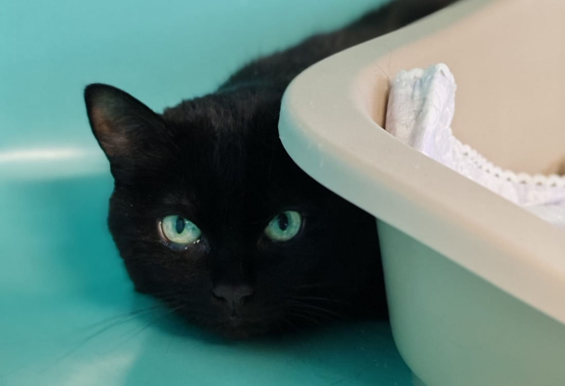 Animal à l'adoption