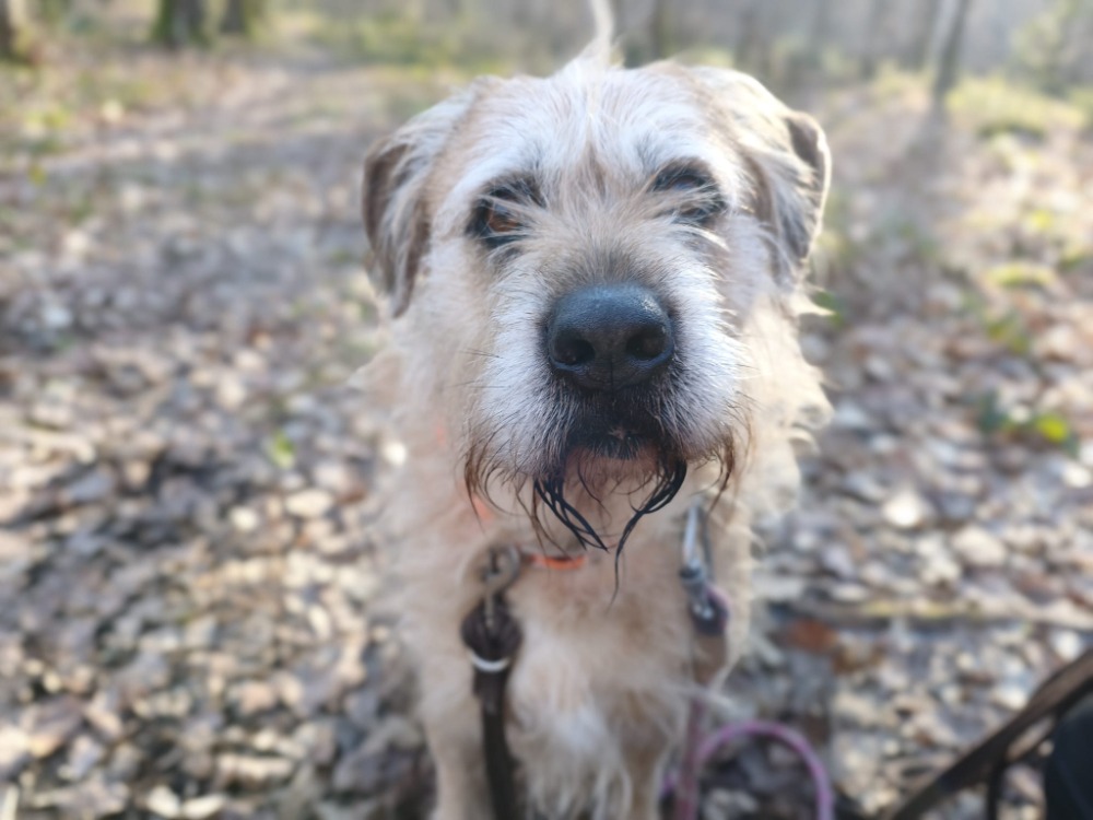 Photo de Django