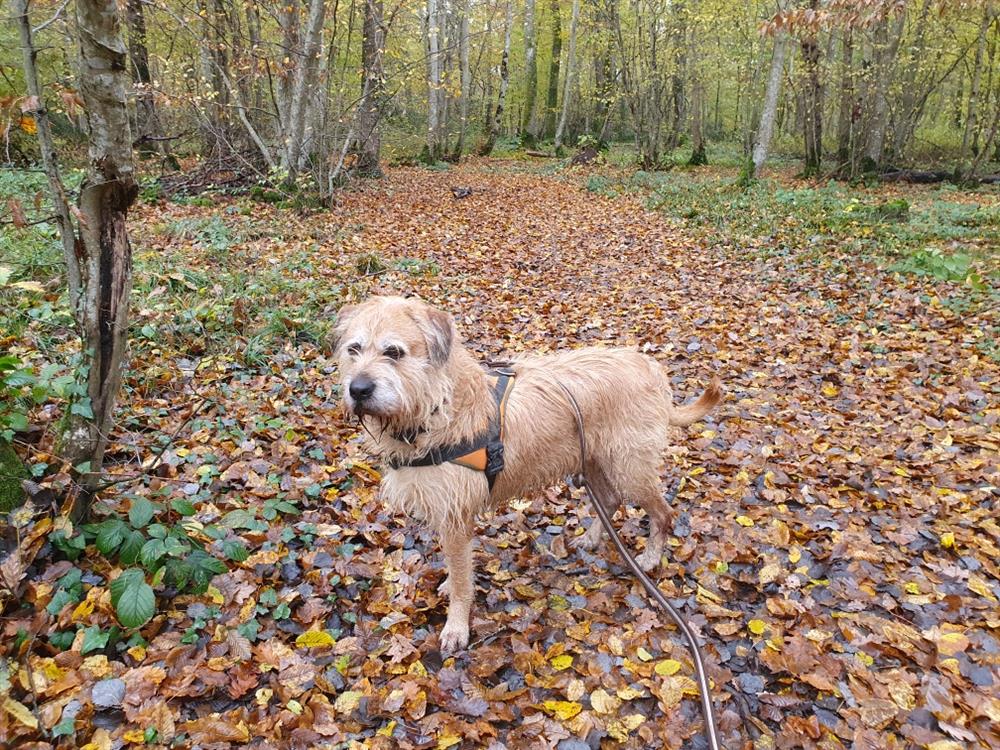 Photo de Django