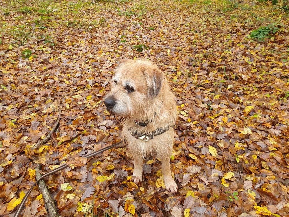 Photo de Django