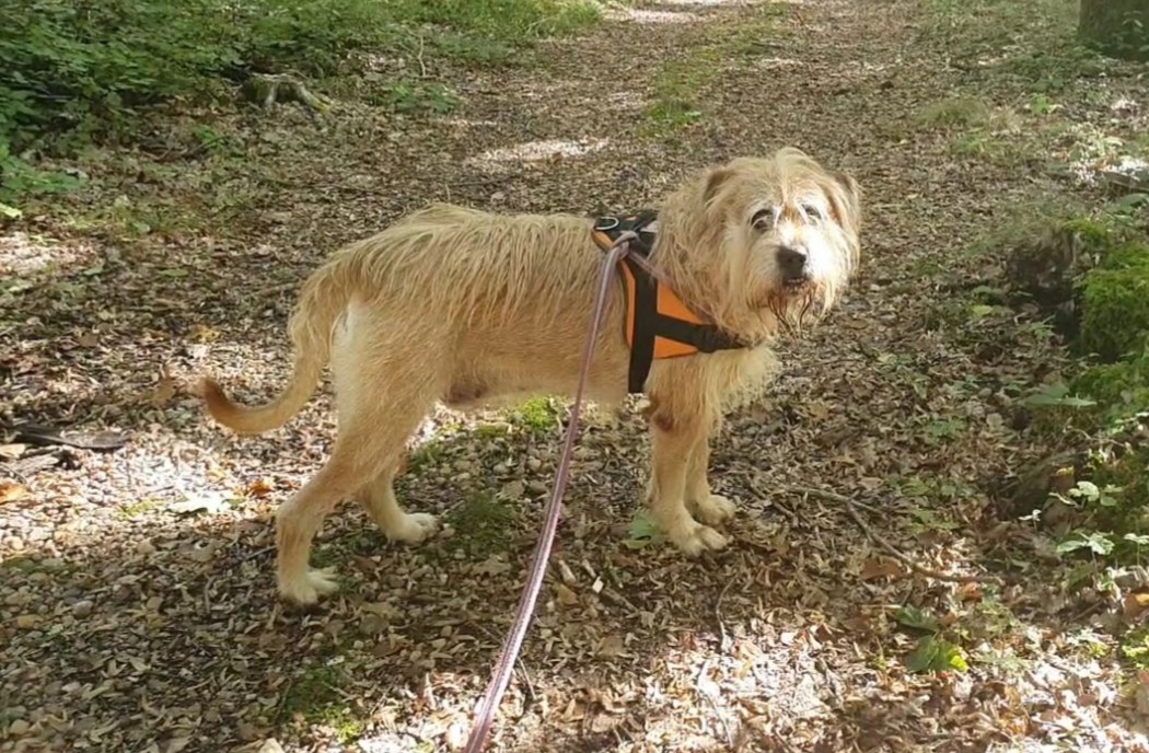 Photo de Django