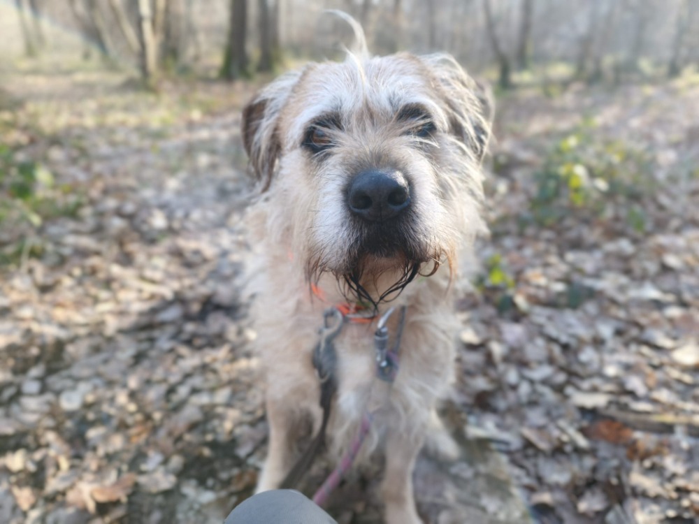 Photo de Django