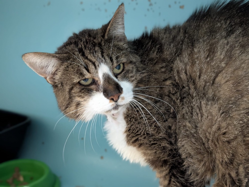 Animal à l'adoption