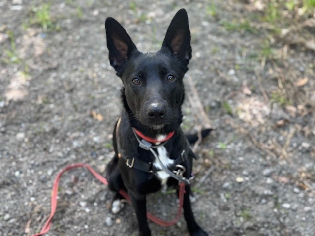 Animal à l'adoption