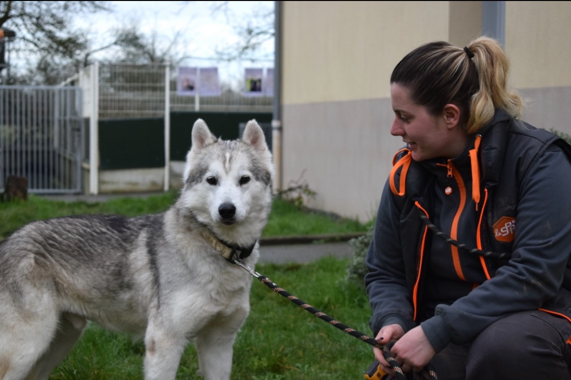 Animal à l'adoption
