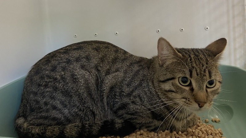 Animal à l'adoption