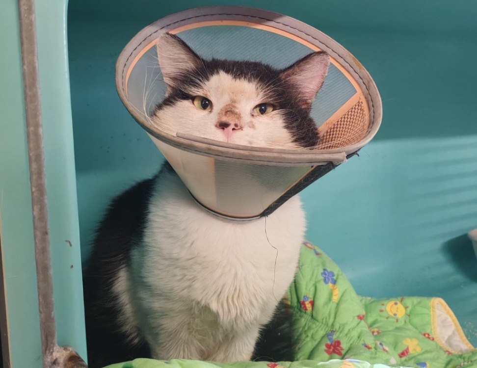 Animal à l'adoption