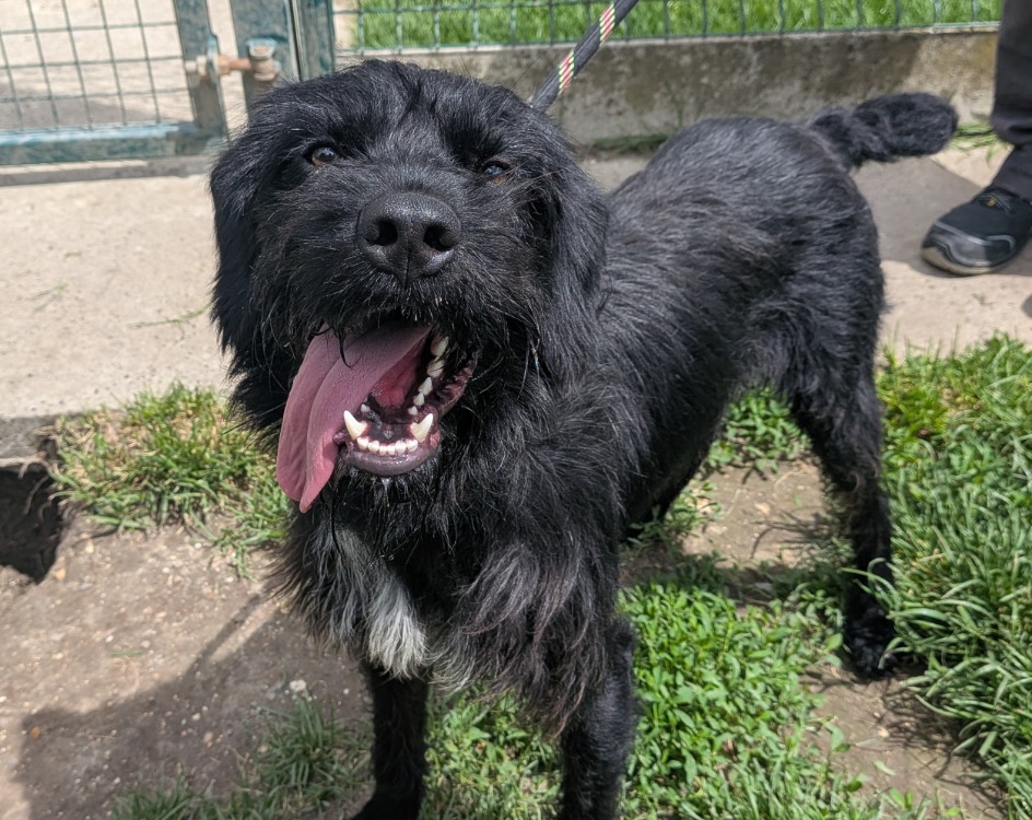 Animal à l'adoption