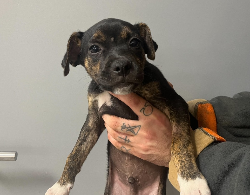 Animal à l'adoption