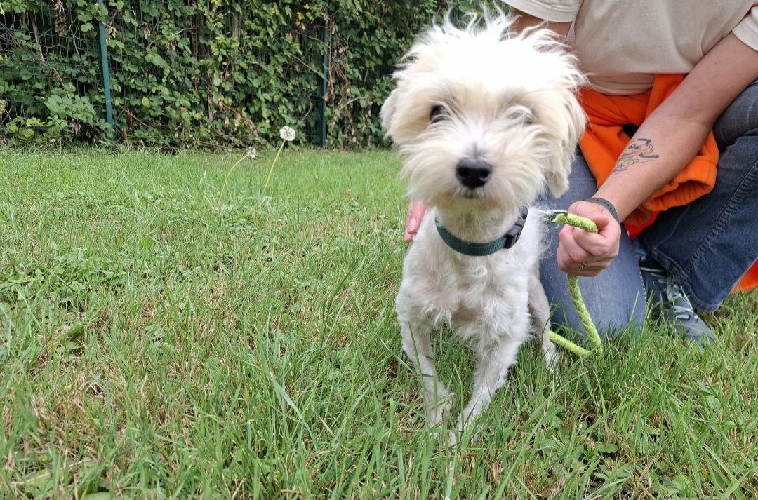 Animal à l'adoption