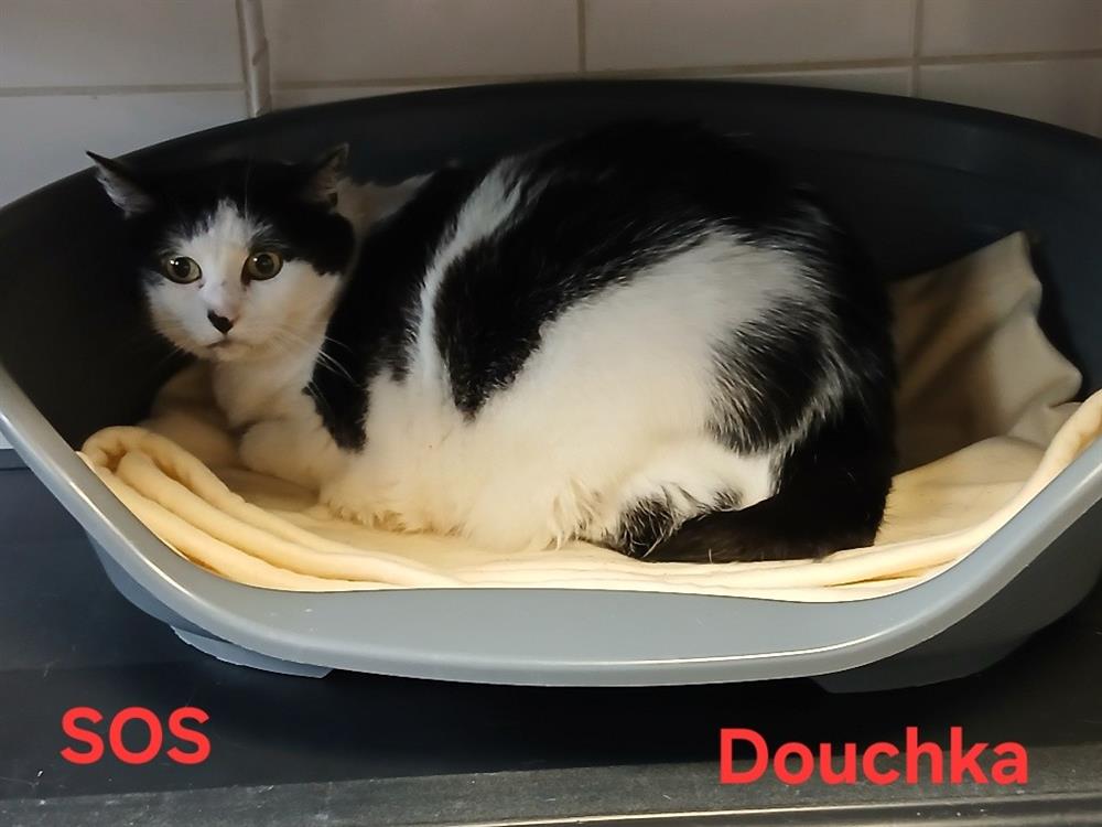 Douchka