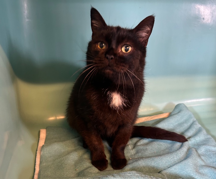 Animal à l'adoption