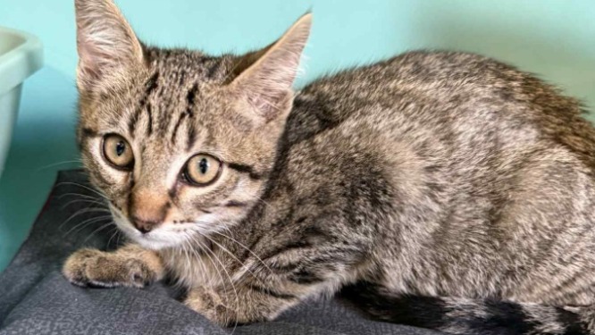 Animal à l'adoption