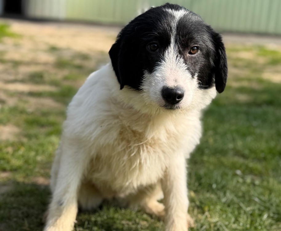 Animal à l'adoption