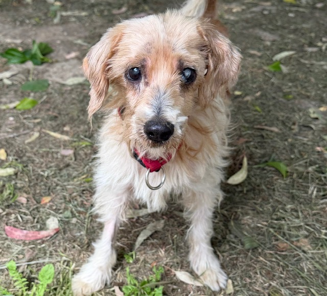 Animal à l'adoption