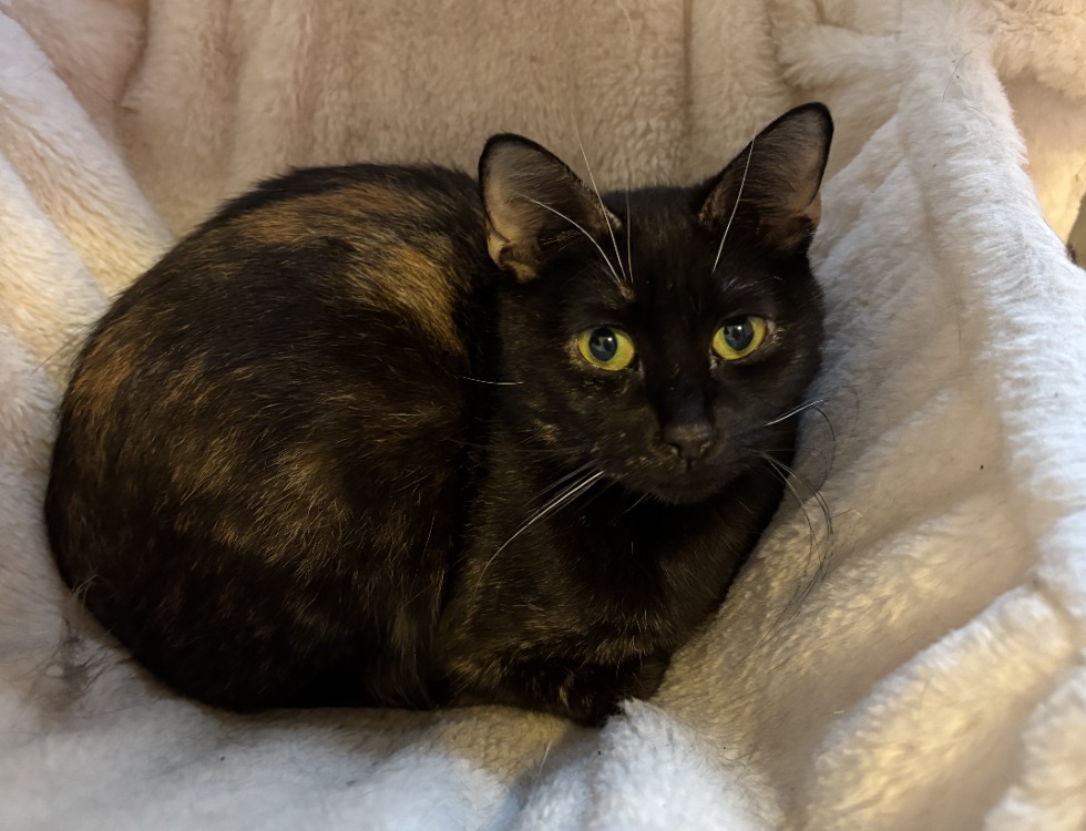 Animal à l'adoption