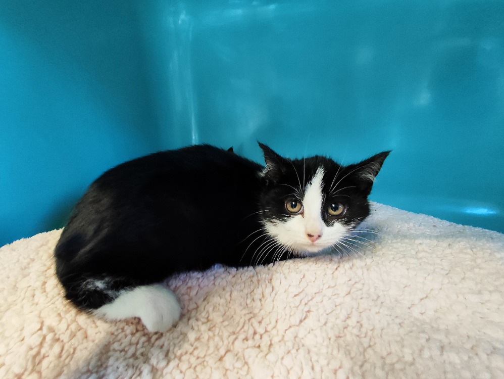 Animal à l'adoption