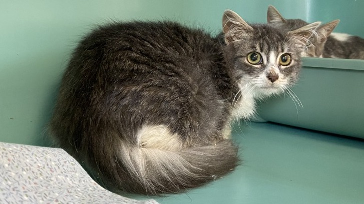 Animal à l'adoption
