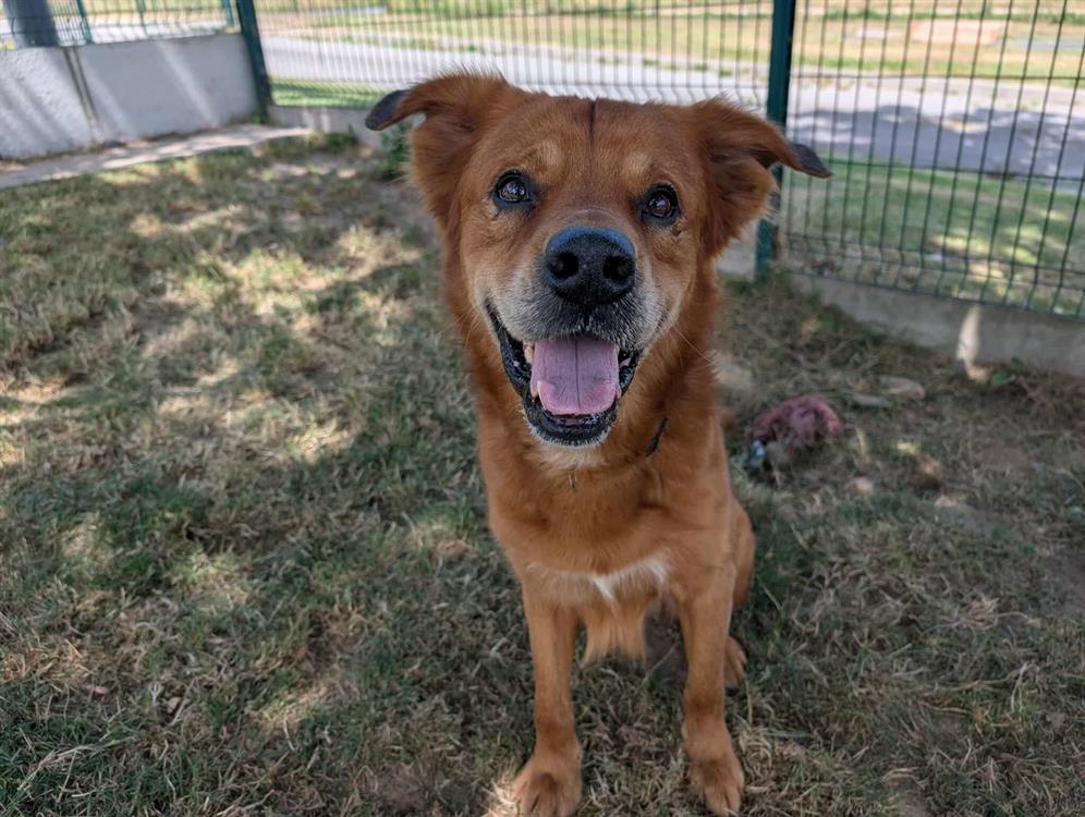 Animal à l'adoption
