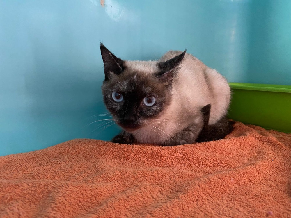 Animal à l'adoption
