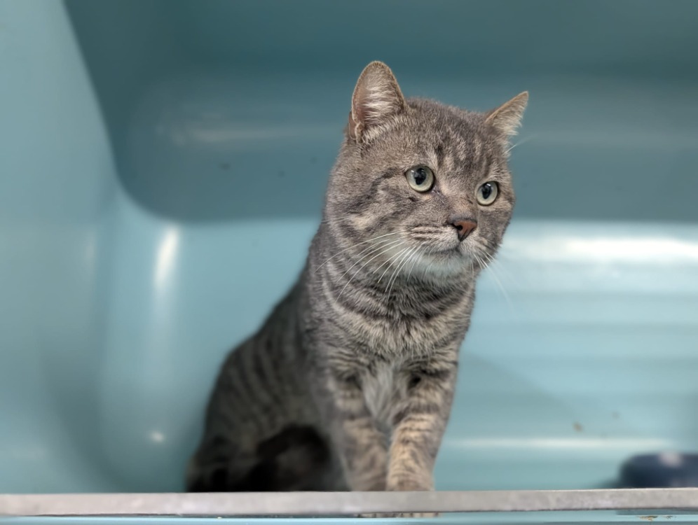 Animal à l'adoption