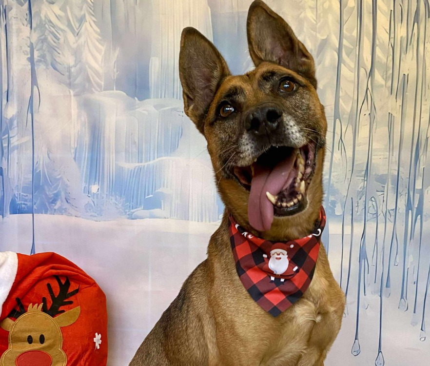 Animal à l'adoption