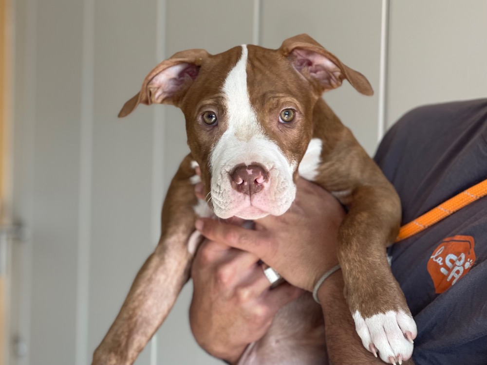 Animal à l'adoption