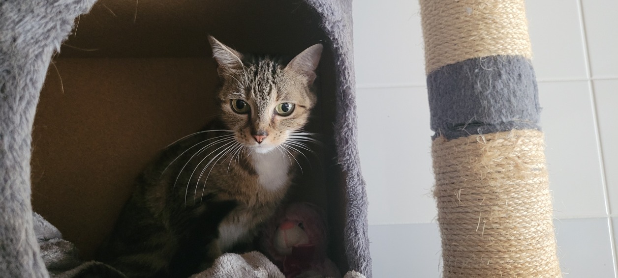 Animal à l'adoption