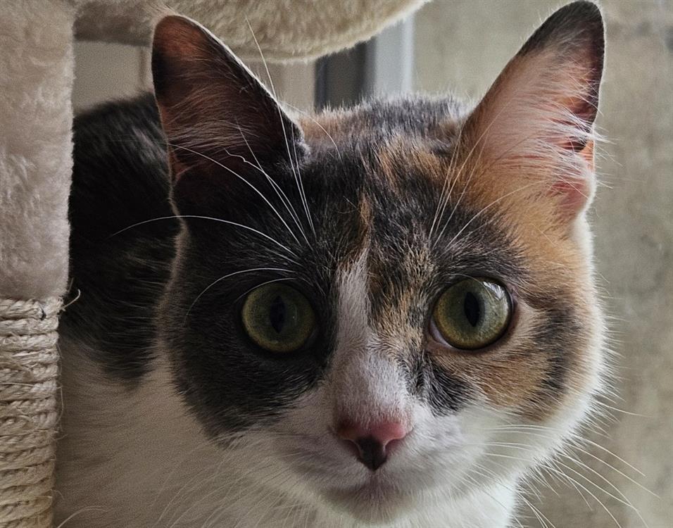Animal à l'adoption