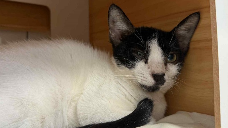 Animal à l'adoption